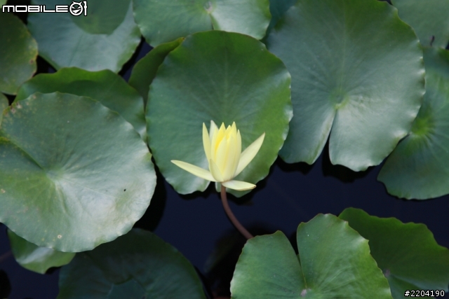 CANON EOS 5D II 拍攝 (通霄石蓮園)