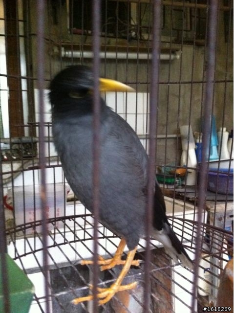 請問這是什麼鳥？