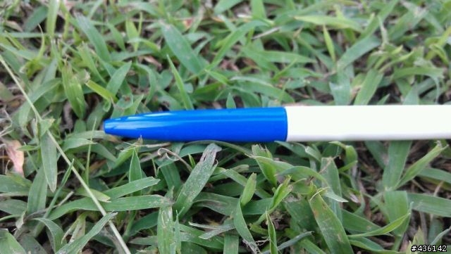 請教板上先進 , 附圖中的草是什麼品種