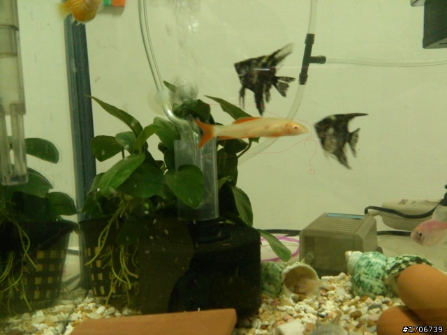 請問這是什麼魚