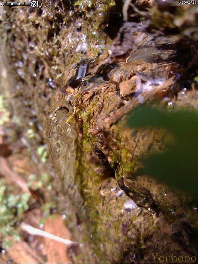 我是手機攝影愛好者