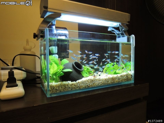 (10/30跟新) 新手分享新設的一呎小魚缸!