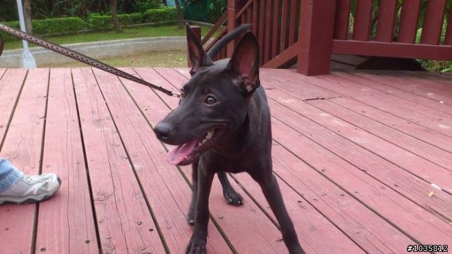肥美三黑犬送養中,922新照更新