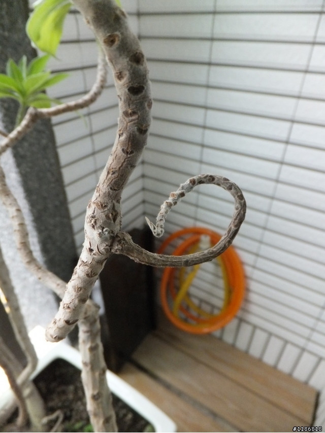 白水木這樣是生病了嗎?
