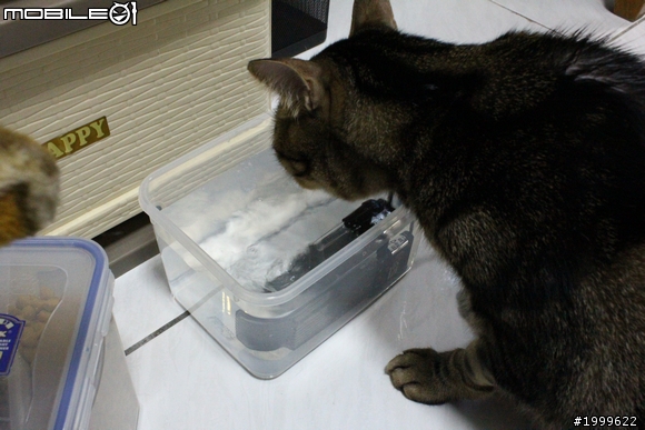 《DIY》自製貓咪飲水機
