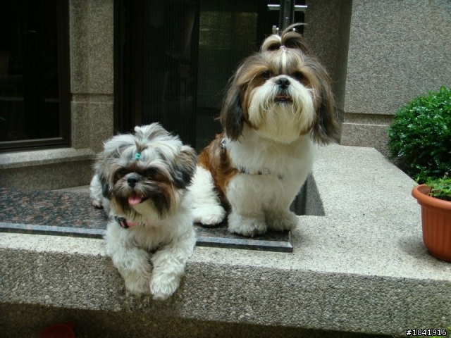 有養西施犬的朋友,請幫忙解惑一下..