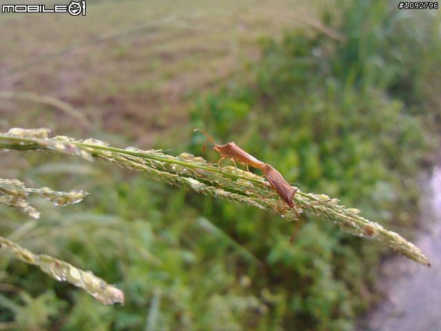 我是手機攝影愛好者