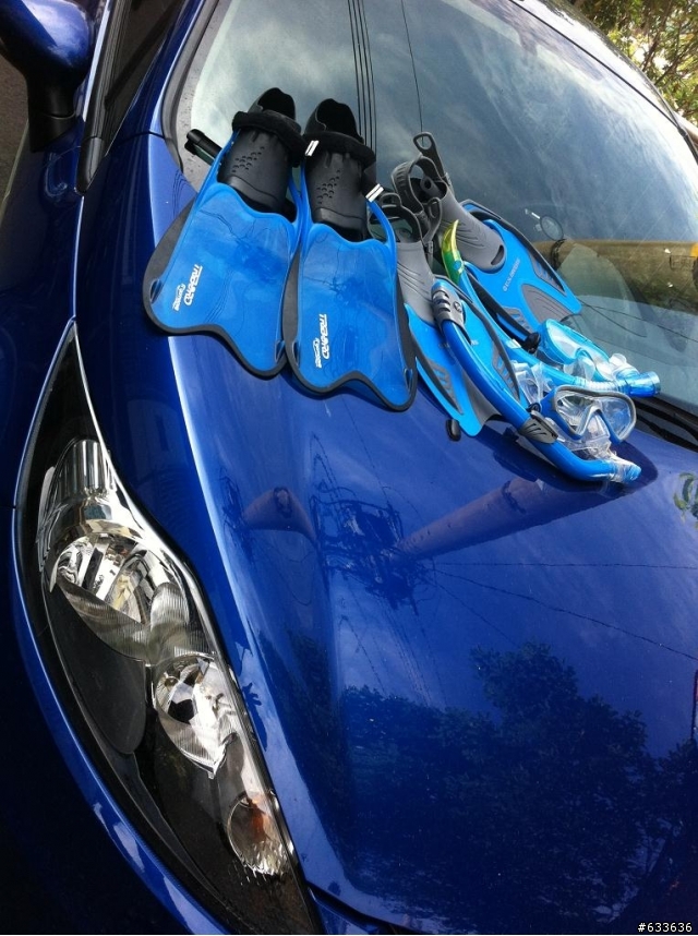 藍色小車大口吃新品種老鼠蛤