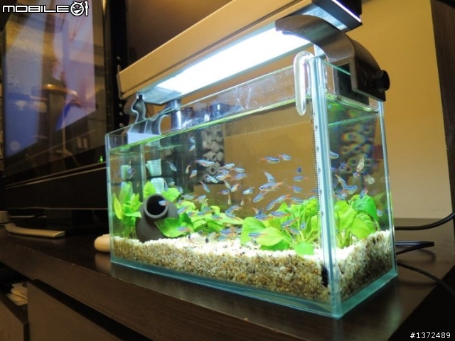 (10/30跟新) 新手分享新設的一呎小魚缸!