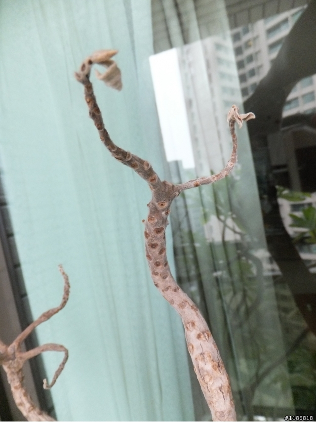 白水木這樣是生病了嗎?