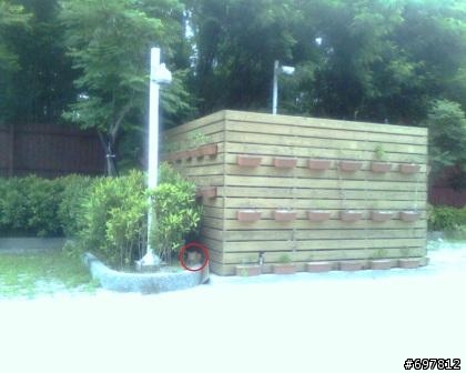 台中國立圖書館走失黃貓要回家 ,2012/09/15 更新
