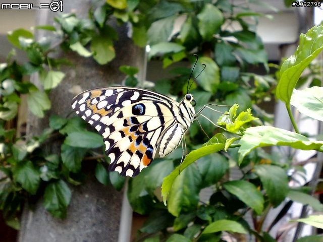 我是手機攝影愛好者