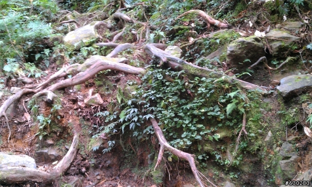 加羅湖 20121028