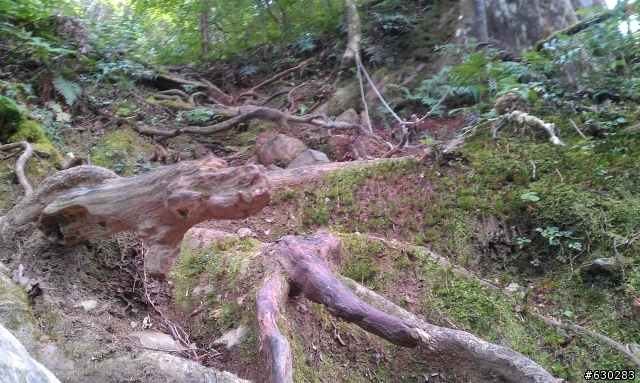 加羅湖 20121028