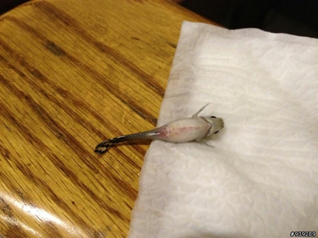 孔雀魚忽然死了..