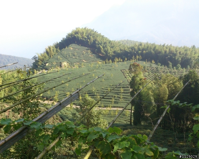 xperia TX 之 溪頭遊(圖多傷眼...)補上720P錄影