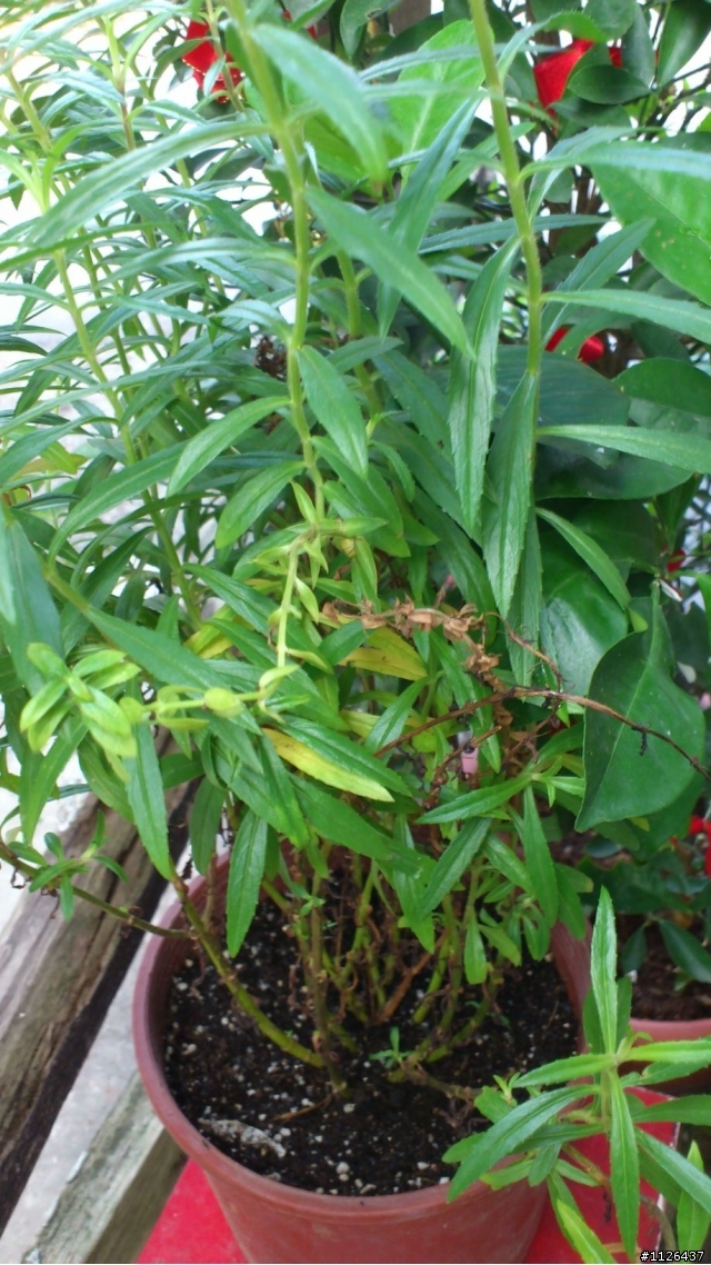 請問植物名稱