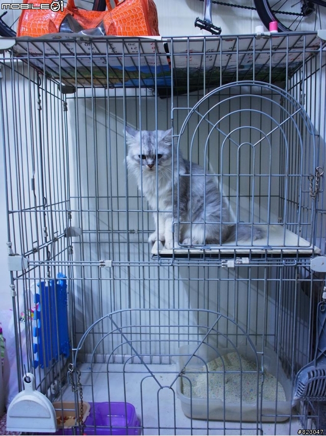 台南-灰白金吉拉送養