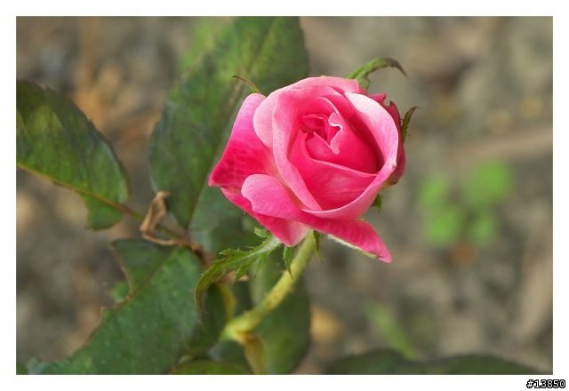 老兵不死之KODAK P880試拍