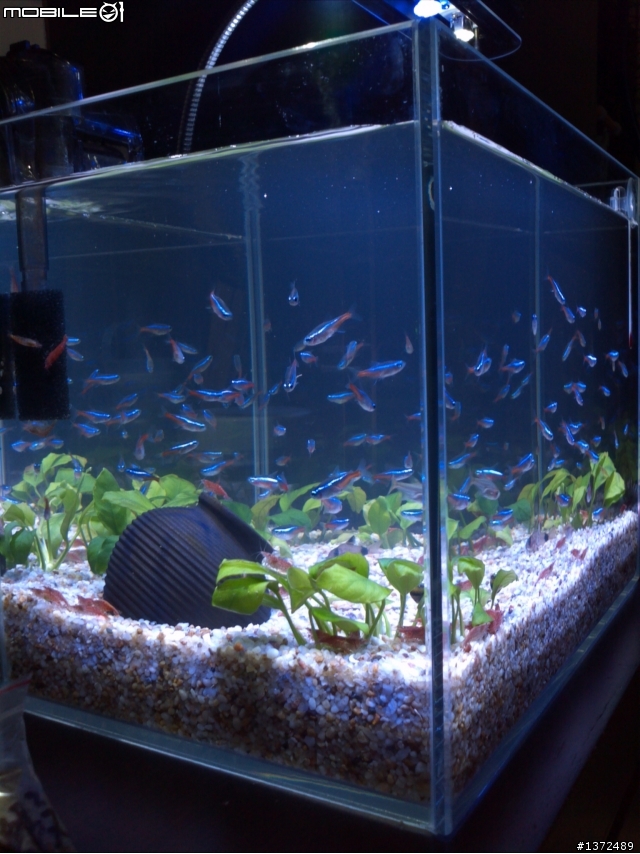 (10/30跟新) 新手分享新設的一呎小魚缸!