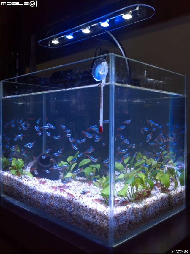 (10/30跟新) 新手分享新設的一呎小魚缸!