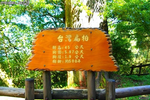 觀霧