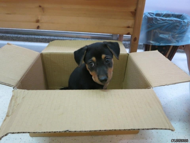 [幼犬送養]可愛小狗送養