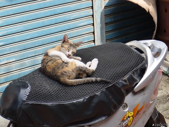 [車巡報告]環化賽前之半線采風