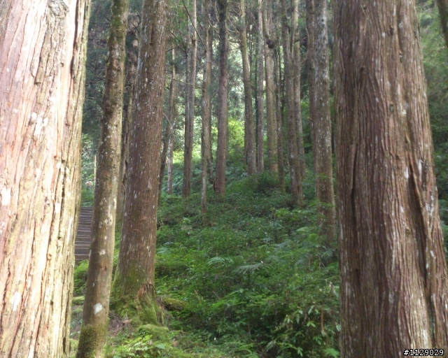 xperia TX 之 溪頭遊(圖多傷眼...)補上720P錄影