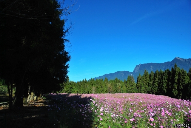 藍幕 . 花 の 序曲 * 台中梨山 . 福壽山農場 ( 10 . 7 波斯菊 . 薰衣草 . 楓葉 花況 )