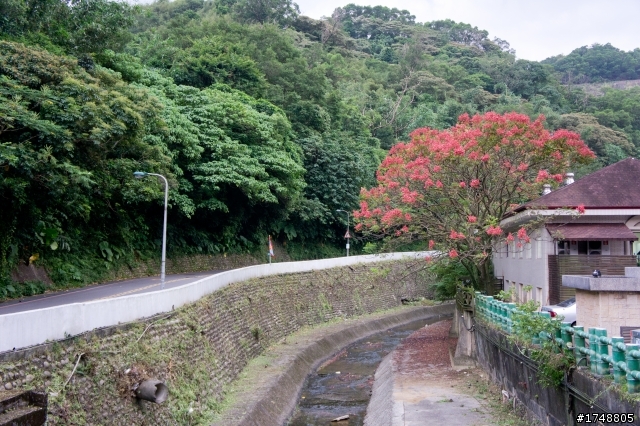 秋染紅