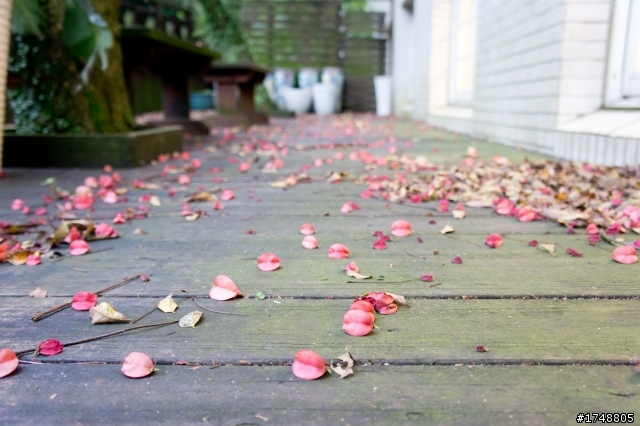 秋染紅