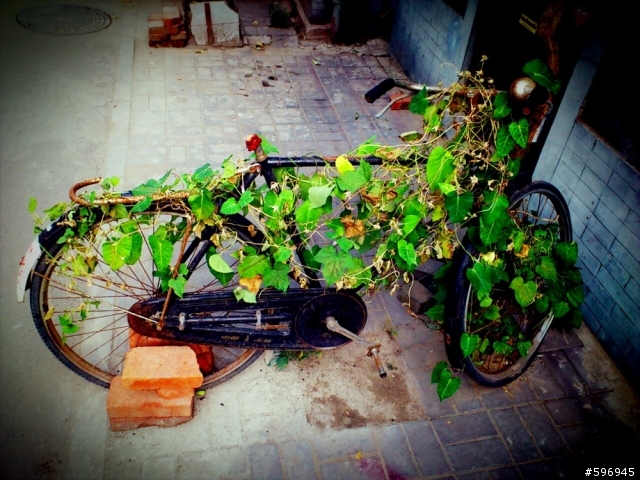 初秋..北京老胡同..carryme