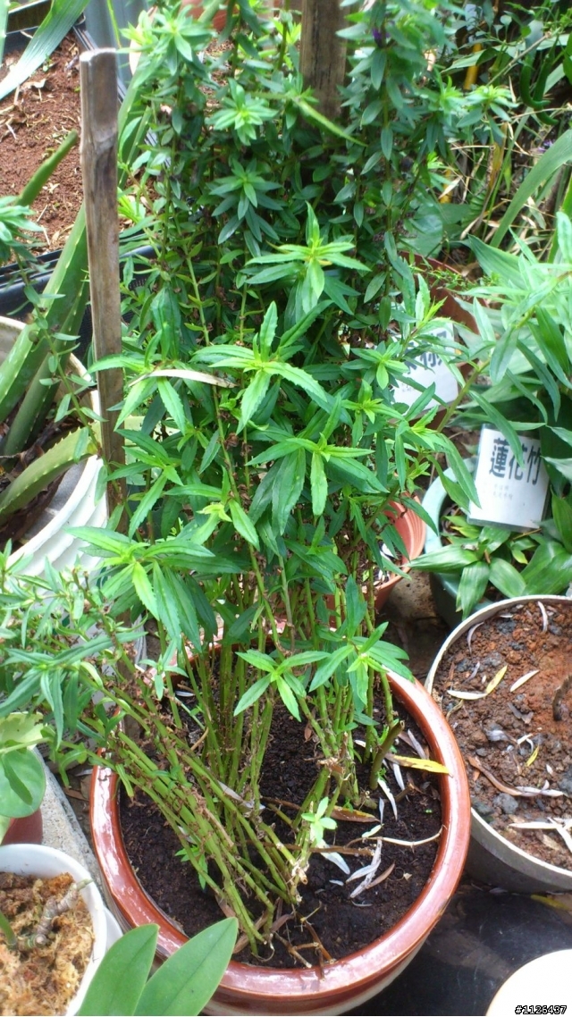 請問植物名稱