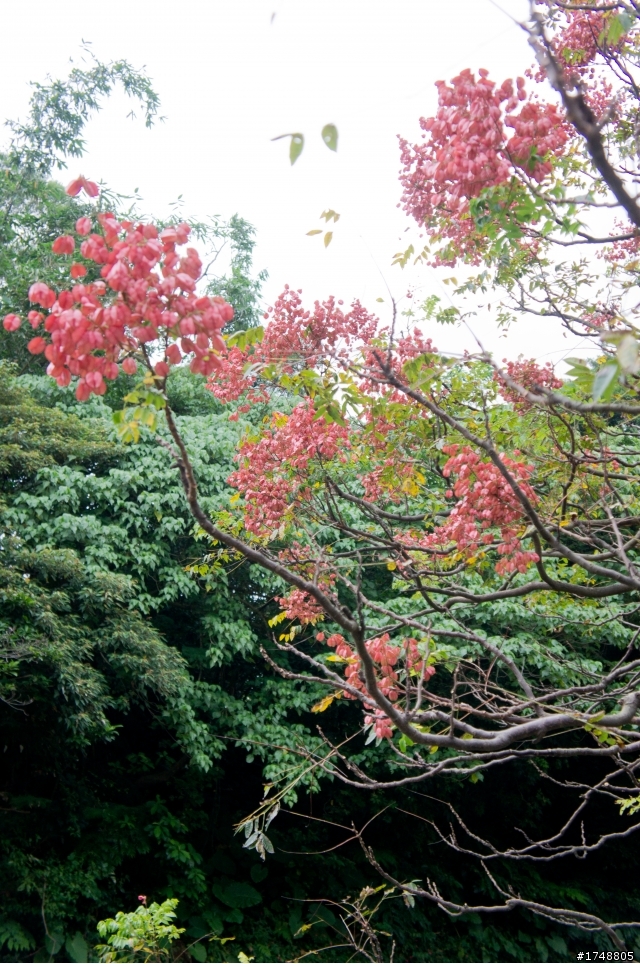 秋染紅