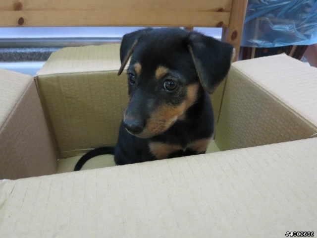 [幼犬送養]可愛小狗送養