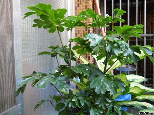 掌葉福祿桐怎麼種????