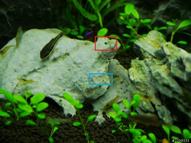 請問這是甚麼藻類呢?