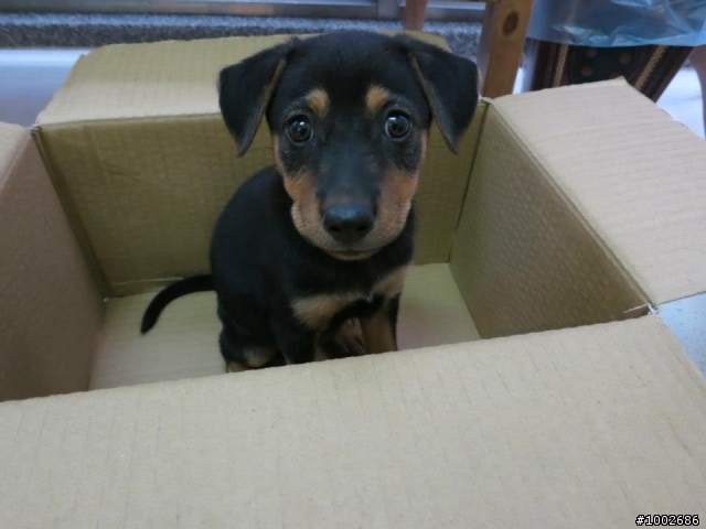[幼犬送養]可愛小狗送養