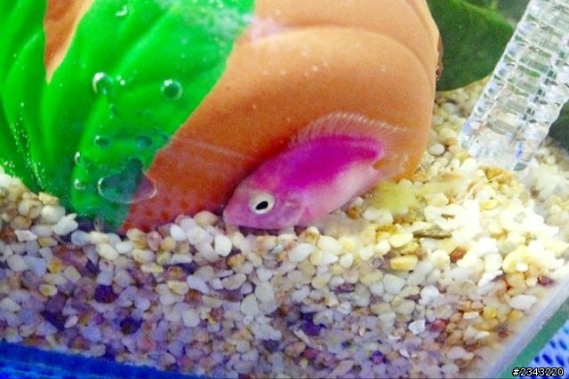 屁屁魚