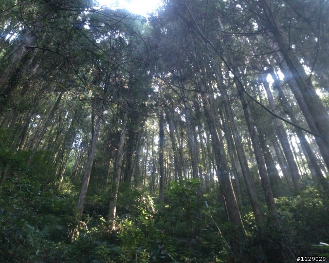 xperia TX 之 溪頭遊(圖多傷眼...)補上720P錄影