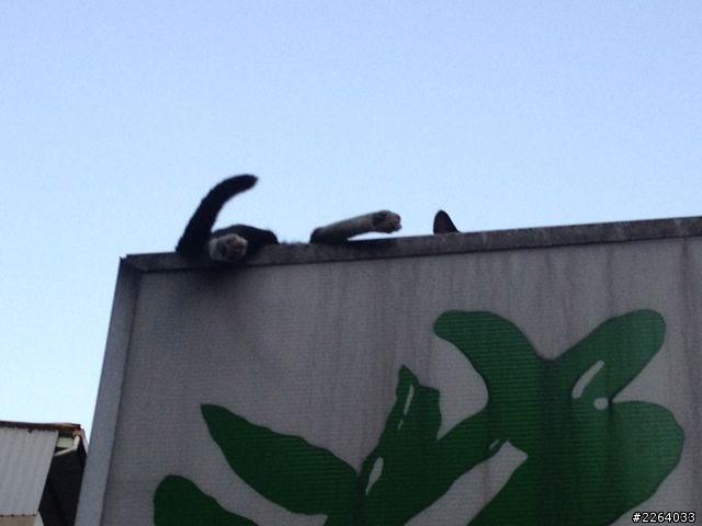 動物保育司機