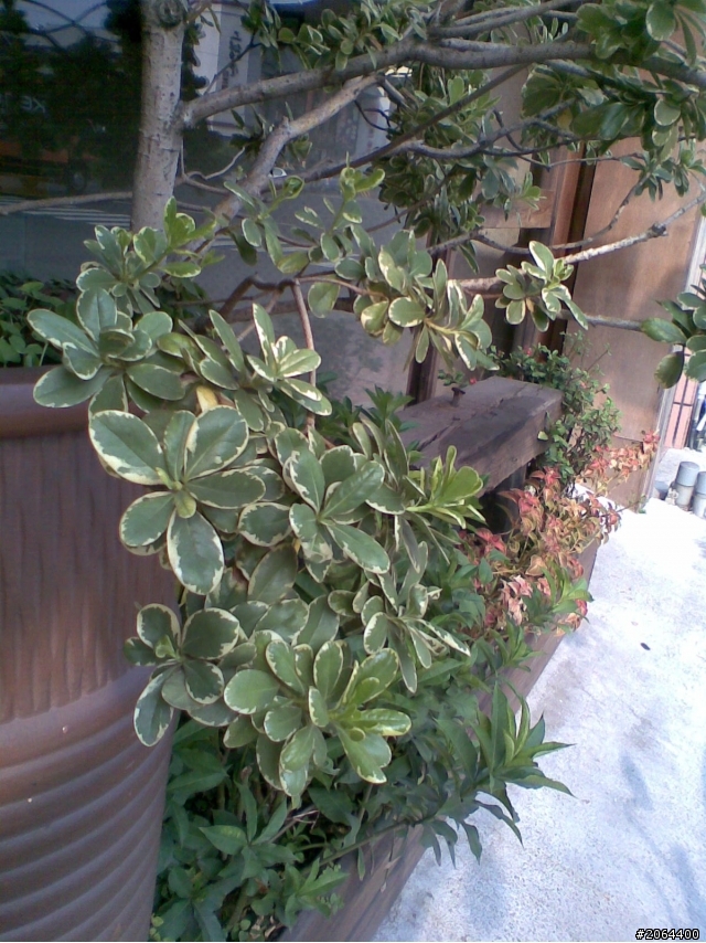 請問"植物名"謝謝