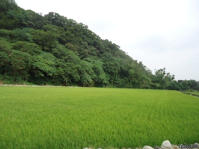 2012.10.18九月雪&石門水庫慢遊