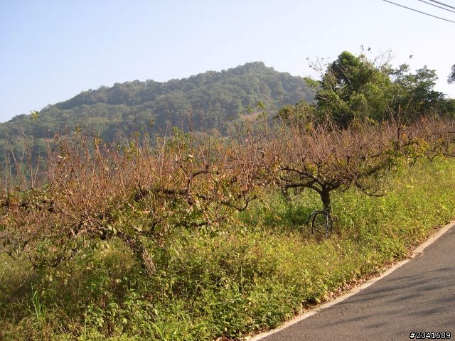 1024苗栗鷂婆山看老鷹〈上〉