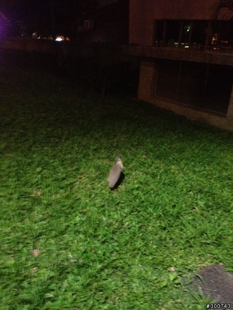 請問這是什麼鳥？