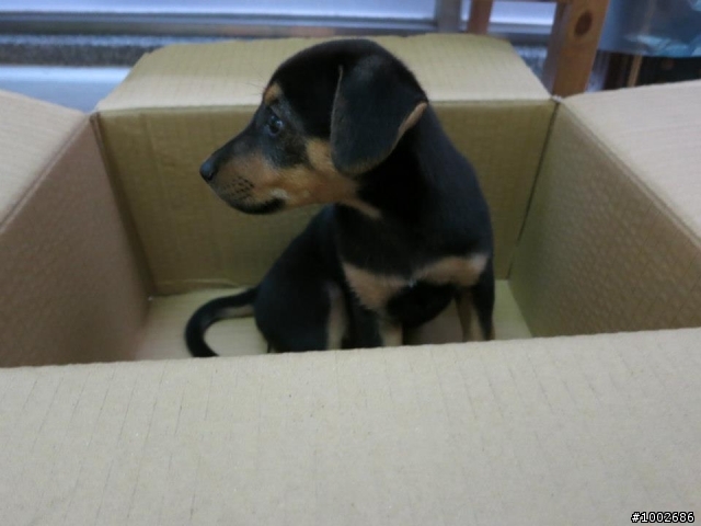 [幼犬送養]可愛小狗送養