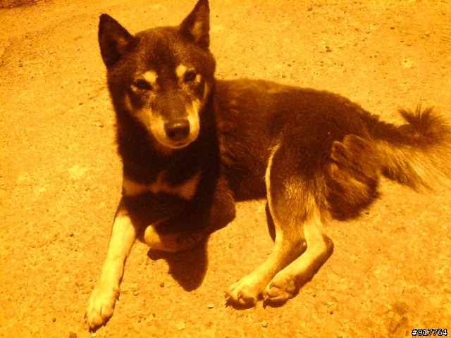 黑柴犬