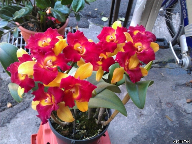 蘭花開花了