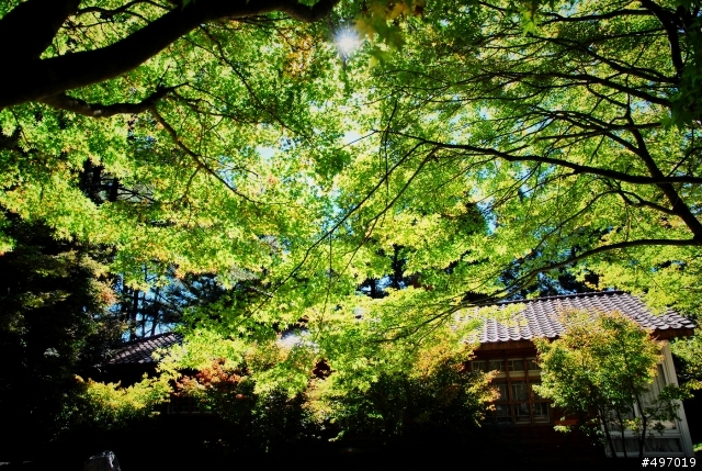 藍幕 . 花 の 序曲 * 台中梨山 . 福壽山農場 ( 10 . 7 波斯菊 . 薰衣草 . 楓葉 花況 )